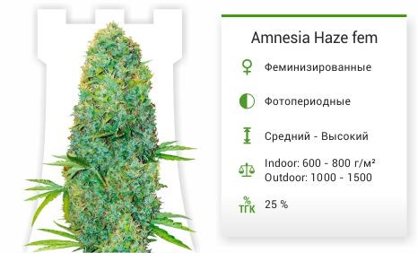 Amnesia Haze fem (Victory Seeds)