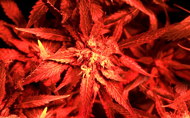 Красный спектр для конопли