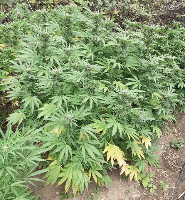 21 неделя выращивания