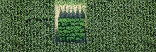 Стелс выращивание в открытом грунте