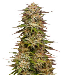 Golden Sands fem (Humboldt Seed Company)