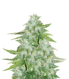 CBD Auto 20:1 fem (FastBuds)