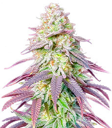 Lemon Orange fem (GHS)