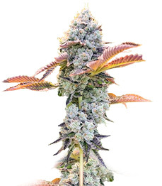 Bay Burger fem (Delicious Seeds)