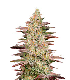 Chemical Bride fem (GHS)