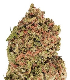 Dream Machine fem (Heavyweight Seeds)