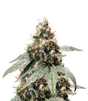 Sweet ZZ fem (Sweet Zkittlez) (RQS)