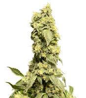 Bruce Banner #3 fem (Herbies Seeds)