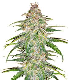 Mandarin Thuggee fem (AlphaFem Seeds)