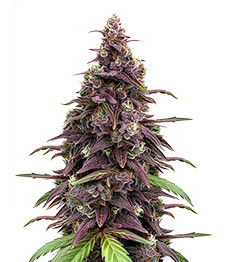 Keepers OG Autoflower fem (Seedkeepers)