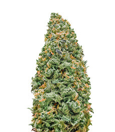 Bruce Banner fem (Monster Genetics)