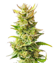 Baby Runtz Autoflower fem (Easy Grow Seeds)