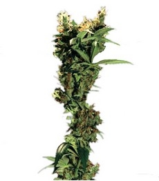 Arjan's Strawberry Haze fem (GHS)