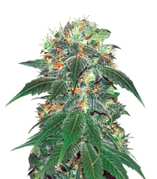 Punky Lion fem (Samsara Seeds)