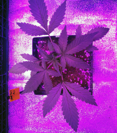 Сорт Lemon AK Auto fem (FastBuds)