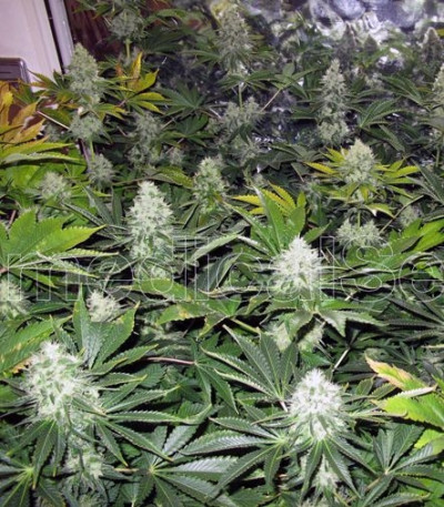 Сорт White Widow fem (Medical Seeds)