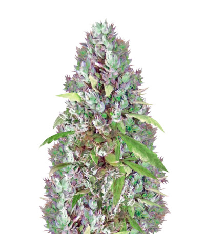 Сорт AK-49 fem (Vision Seeds)