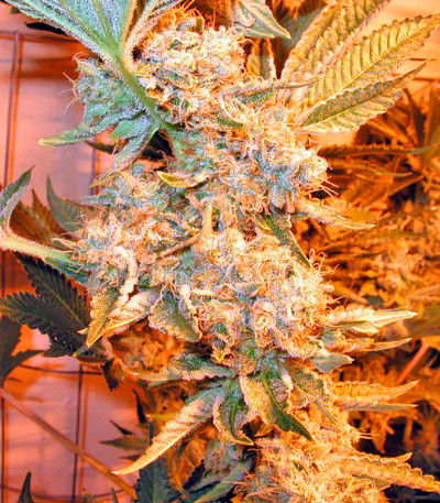 Сорт Dr. Greenthumb’s Em-Dog by B-Real fem