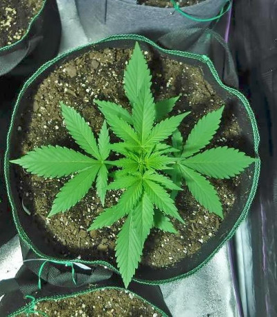 Сорт Green Crack Auto fem (FastBuds)