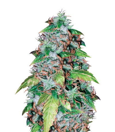 Сорт Lowryder Auto Fem (Vision Seeds)