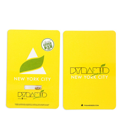 Сорт New York City fem (Pyramid Seeds)