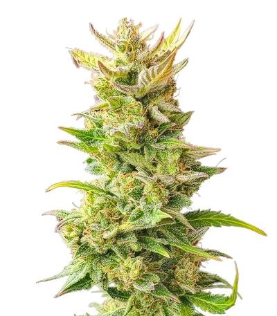 Сорт Baby Runtz Autoflower fem (Easy Grow Seeds)