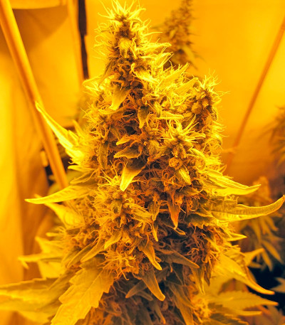 Сорт Nebula fem (Paradise Seeds)