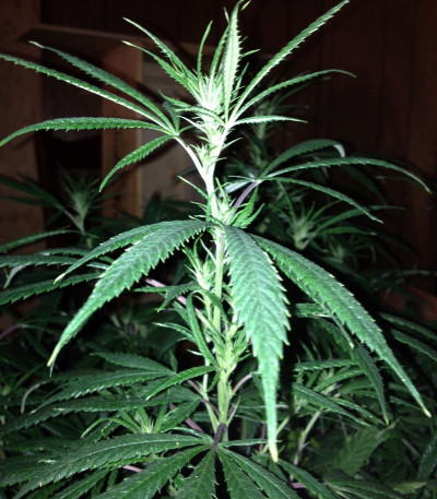Сорт Painkiller XL fem (Royal Queen Seeds)
