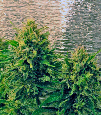 Сорт S.A.D. Sweet Afgani Delicious Auto fem (Sweet Seeds)