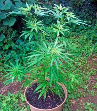 Сорт New York Power Diesel fem (Nirvana Seeds)