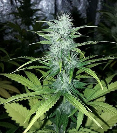 Сорт Buddha Calamity Jane auto fem (Buddha Seeds)