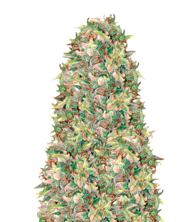 Сорт Brainkiller Haze fem (Vision Seeds)