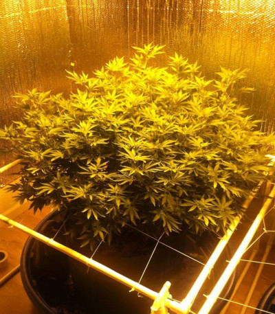 Сорт Russian Snow fem (Vision Seeds)