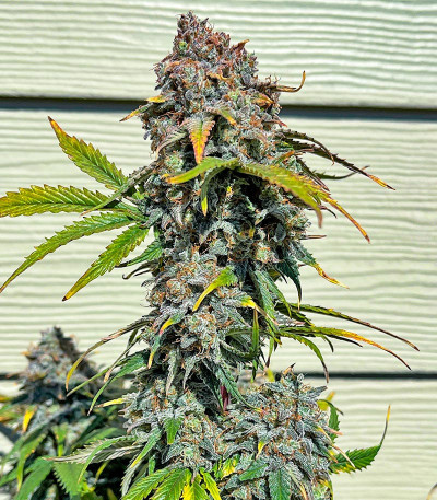 Сорт Orange President Auto fem (FastBuds)