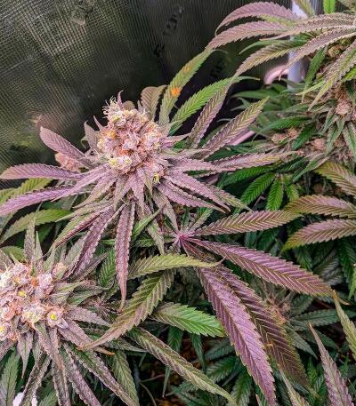 Сорт Mac n’ Jack R1 fem (Ethos Genetics)