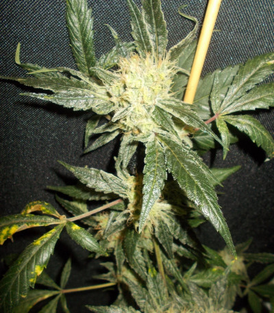 Сорт O.G. Kush fem (Royal Queen Seeds)