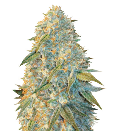 Сорт Auto Northern Light fem (Victory Seeds)