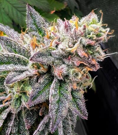 Сорт Mandarin Cookies R3 fem (Ethos Genetics)