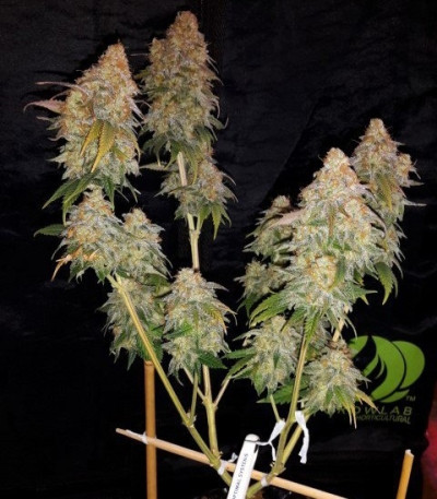 Сорт Power Flower fem (Royal Queen Seeds)