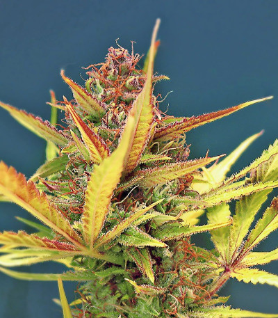 Сорт Sour Diesel Autoflowering fem (Dinafem Seeds)