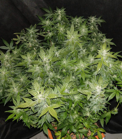 Сорт StarRyder Auto fem (Dutch Passion)