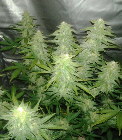 Сорт Royal Cheese Automatic fem (Russian Queen Seeds)