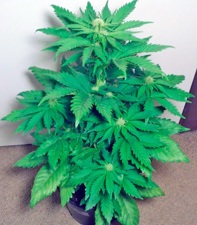 Сорт Big Bang fem (Green House Seeds)