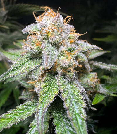 Сорт Northern Lights 10 of 10 fem (Seedkeepers)