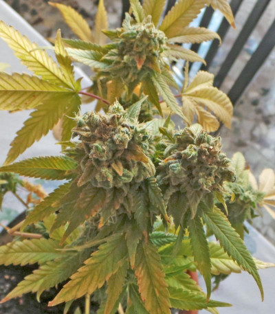 Сорт ICE fem (Female Seeds)