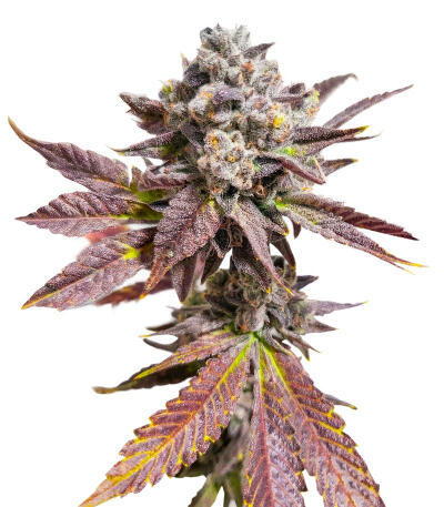 Сорт Sour MAC F1 fem (Seedkeepers)