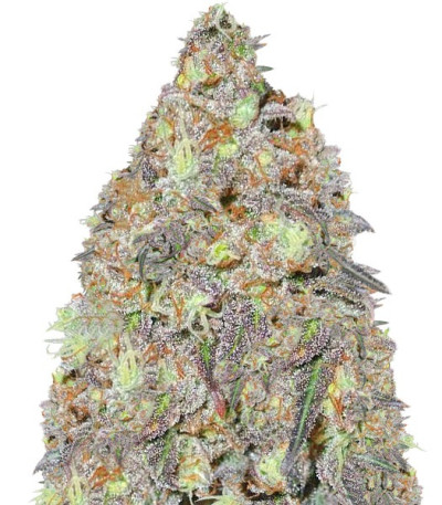 Сорт Critical Chronic fem (Sumo Seeds)