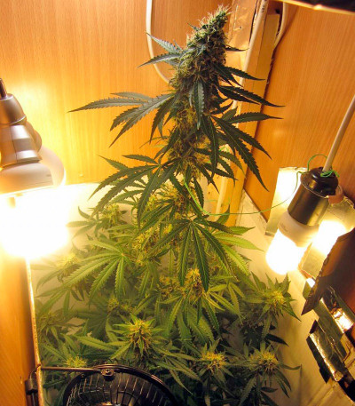 Сорт Jack Herer Auto fem (Green House Seeds)