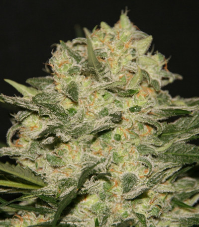 Сорт Northern Light fem (Royal Queen Seeds)