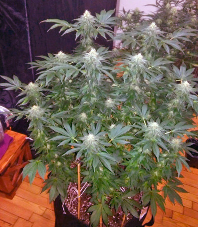 Сорт Kaia Kush fem (Green House Seed)
